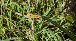 Attēlu rezultāti vaicājumam “Lasiocampa trifolii”