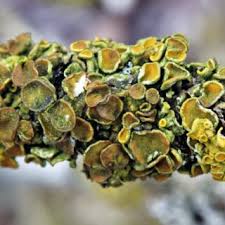 Attēlu rezultāti vaicājumam “Lichenoconium xanthoriae”