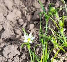 Attēlu rezultāti vaicājumam “Spergula arvensis”