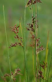Attēlu rezultāti vaicājumam “Juncus inflexus”