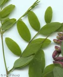 Attēlu rezultāti vaicājumam “Lathyrus niger leaf”