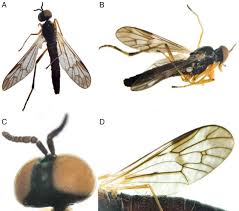 Attēlu rezultāti vaicājumam “Xylophagidae”