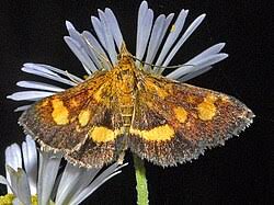 Attēlu rezultāti vaicājumam “Pyrausta aurata”