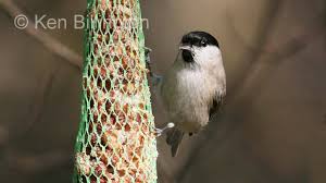 Attēlu rezultāti vaicājumam “Poecile palustris”