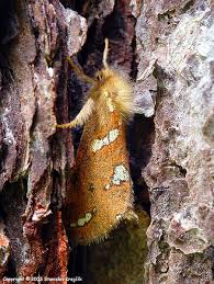 Attēlu rezultāti vaicājumam “Phymatopus hecta”