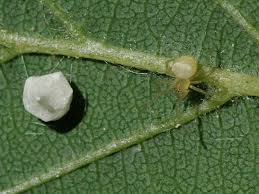 Attēlu rezultāti vaicājumam “Paidiscura pallens”