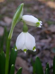Attēlu rezultāti vaicājumam “Leucojum vernum var. vernum flower”