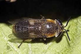 Attēlu rezultāti vaicājumam “Heptatoma pellucens”