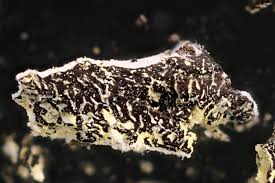 Attēlu rezultāti vaicājumam “Fuligo septica var. rufa spores”