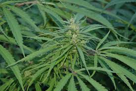 Attēlu rezultāti vaicājumam “Cannabaceae”