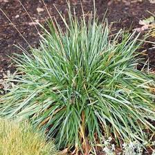 Attēlu rezultāti vaicājumam “Sesleria caerulea bud”