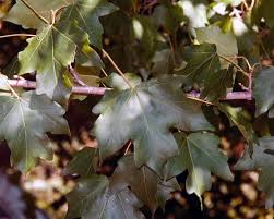 Attēlu rezultāti vaicājumam “Acer campestre leaf”