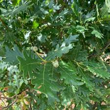 Attēlu rezultāti vaicājumam “Quercus robur leaf”