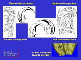 Attēlu rezultāti vaicājumam “Hamatocaulis lapponicus”