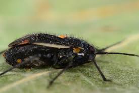 Attēlu rezultāti vaicājumam “Capsodes gothicus”