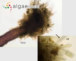 Attēlu rezultāti vaicājumam “Lemanea fluviatilis”