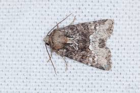 Attēlu rezultāti vaicājumam “Oligia sp.”