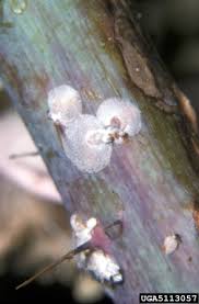 Attēlu rezultāti vaicājumam “Chionaspis salicis”