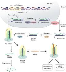 Image result for selvatici tehron