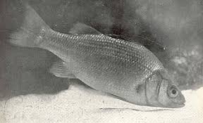 Image result for Morone americana