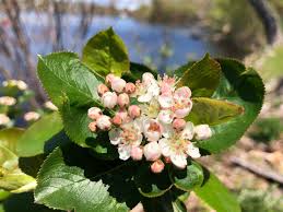 Attēlu rezultāti vaicājumam “Aronia melanocarpa flower”