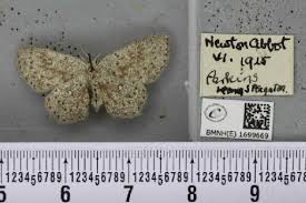 Attēlu rezultāti vaicājumam “Cyclophora pendularia”