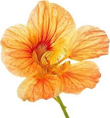 Attēlu rezultāti vaicājumam “Tropaeolum majus fruit”