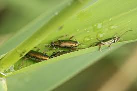 Attēlu rezultāti vaicājumam “Donacia clavipes”