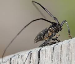 Attēlu rezultāti vaicājumam “Monochamus galloprovincialis”