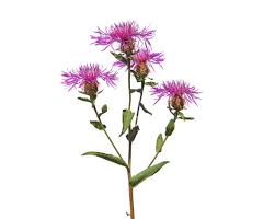 Attēlu rezultāti vaicājumam “Centaurea phrygia bud”