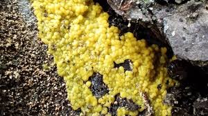 Attēlu rezultāti vaicājumam “Ceratiomyxa porioides young”