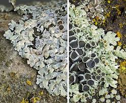 Attēlu rezultāti vaicājumam “Physcia aipolia”