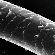 Image result for human hair microscope image