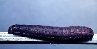 Attēlu rezultāti vaicājumam “Hadula trifolii”