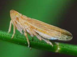 Attēlu rezultāti vaicājumam “Delphacidae”