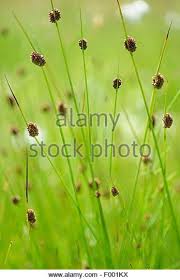 Attēlu rezultāti vaicājumam “Juncus conglomeratus”