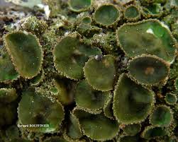 Attēlu rezultāti vaicājumam “Melanohalea olivacea”