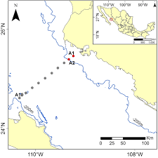 Image result for Lutjanus colorado