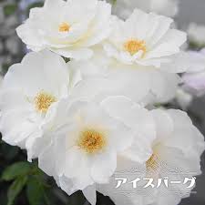 「アイスバーグ」の画像検索結果