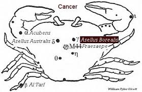 Image result for Cancer borealis