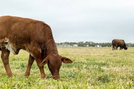 Image result for ganado bovino