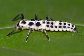 Attēlu rezultāti vaicājumam “Calvia decemguttata”