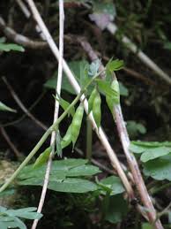 Attēlu rezultāti vaicājumam “Corydalis solida fruit”