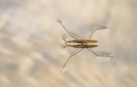 Attēlu rezultāti vaicājumam “Aquarius najas”