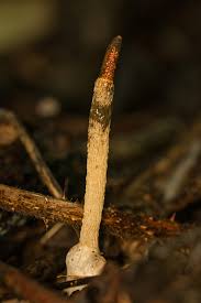 Attēlu rezultāti vaicājumam “Mutinus caninus”