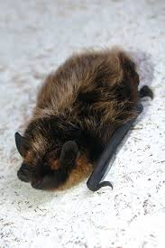 Attēlu rezultāti vaicājumam “Eptesicus nilssonii”