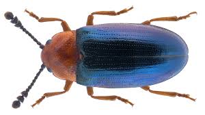 Attēlu rezultāti vaicājumam “Triplax aenea”