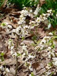 Attēlu rezultāti vaicājumam “Daphne mezereum leaf”