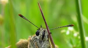 Attēlu rezultāti vaicājumam “Thymelicus sylvestris underside”
