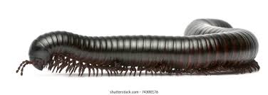 Attēlu rezultāti vaicājumam “Myriapoda”